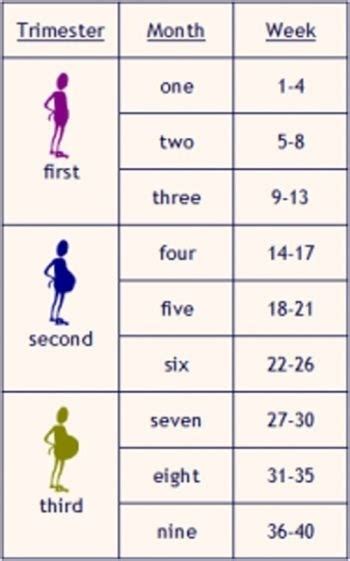 Aug 7, 2018 at 3:24 pm. Converting 23 Weeks Of Pregnancy To Months, How To Do It ...