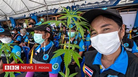 How Thailand Take Move From Death Penalty For Drugs To Legalize Growing Weed Bbc News Pidgin
