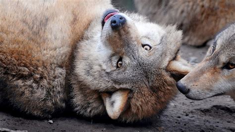 Beautiful Grey Wolf Beautiful Grey Wolves Wolves Wildlife Animals