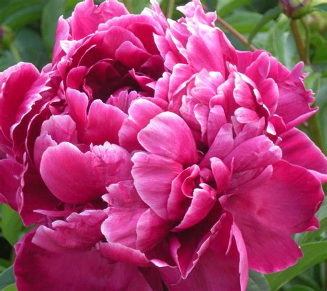 Lilac Gate Double Peonies
