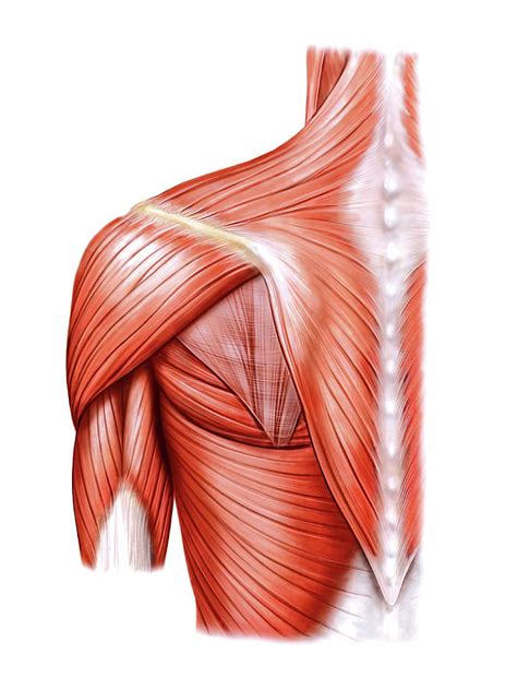 Shoulder Muscles Photograph By Asklepios Medical Atlas Pixels Free