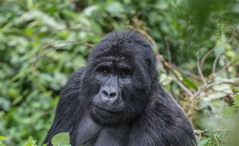 10 Day Gorilla Trekking And Masai Mara Safari — Exclusive Uganda Safaris