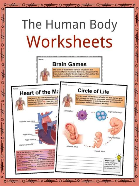 human body facts worksheets key systems  kids
