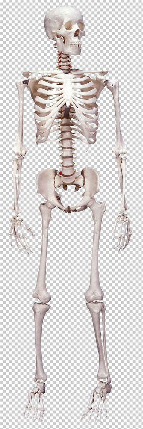 Human Skeleton Human Body Bone Anatomy PNG Clipart Anatomy Arm Bone