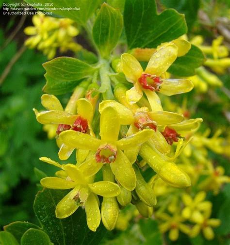 Plantfiles Pictures Clove Currant Buffalo Currant Yellow Flowered