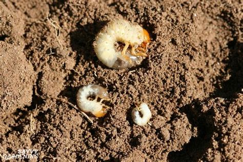 Grub Worm Control Organic Solutions To Safely Get Rid Of Grubs