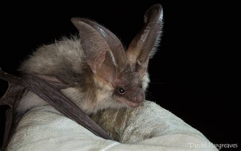 Grey Long Eared Bat Back From The Brink
