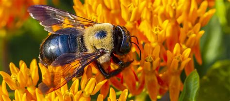 They are presently considered a clade, called anthophila. Living Learning - Primary School Resources - The power of ...