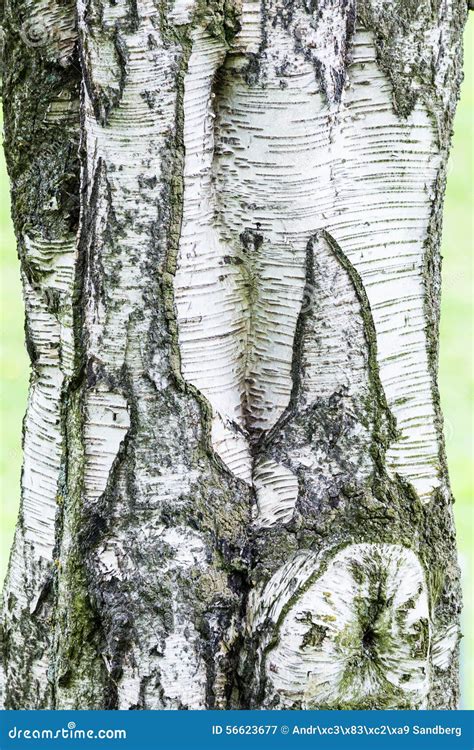 Birch Tree Tree Bark Stock Image Image Of Forest Peeling 56623677