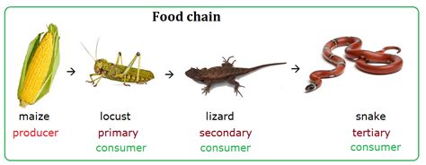 139 Food Chain Biology Notes For Igcse 2014 And 2022