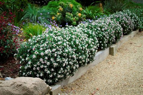 How To Successfully Grow And Care For Daphne Plants Thearches