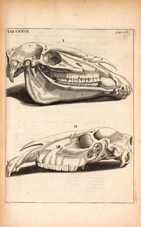 Horse Skull Animal Skeletons Horse Anatomy