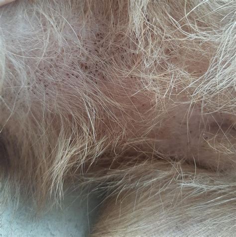 Should I Be Concerned See A Vet About This Lump On My Dogs Lip Been