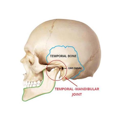 Anatomy Of Ear Jaw And Neck Human Anatomy