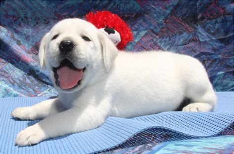 We do not have non registered lab puppies for sale. White English Labradors Breeder California Yellow Labs ...