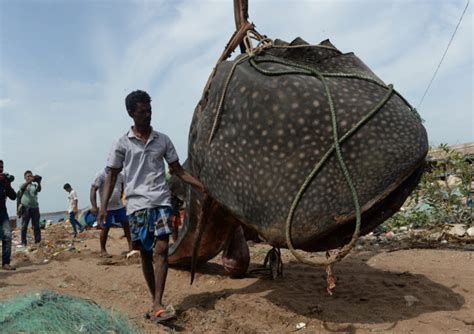 Mrtva kit ajkula pronađena na obali indijskog Čenaja