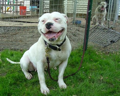 Funny pics, beautiful photo, different articles ans special gear. American Bulldog | Wild Life World