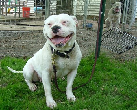 American bulldog and alapaha blue blood bulldog #americanbulldogs американские бульдоги ева,джонни.хозяйство.индюшата.\american bulldogs eva, johnny. American Bulldog | Wild Life World