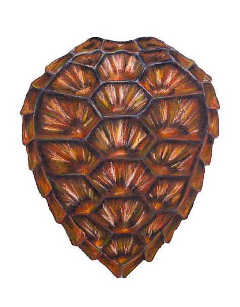 Sea Turtle Shell Print By Alexandra Nicole Newton Sea Turtle Shell