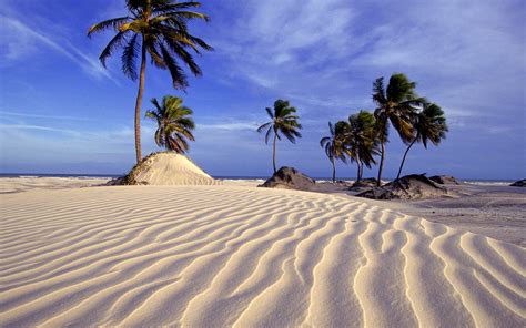 Beach And Palm Trees In Brazil Wallpapers And Images Wallpapers