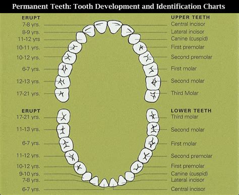 Pediatric Dentistry Pda Dental Group