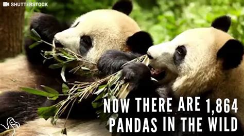 Giant Pandas Are No Longer Endangered Youtube