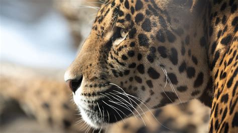 Download Wallpaper 1920x1080 Jaguar Big Cat Muzzle Profile Look