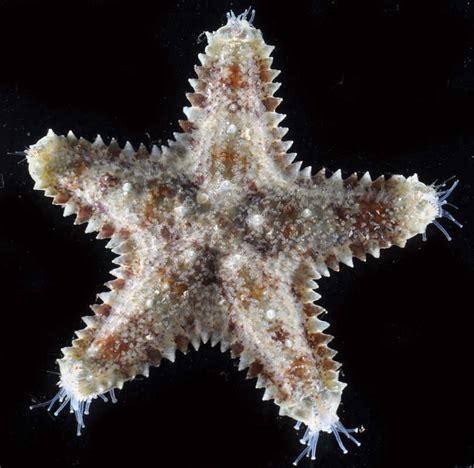 An Order Of Starfish Encyclopedia Of Life