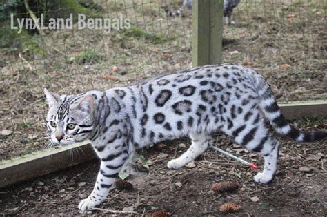 Silver Bengal Cat Genetic Artofit