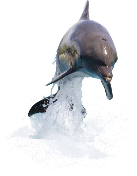 Dolphin Desktop Wallpaper Clip Art Walrus Png Download 7981024