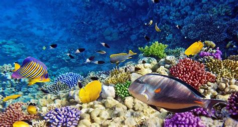 Eritrean Red Sea The Untouched Diving Paradise