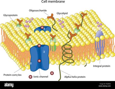 Structure Of The Cell Membrane Stock Vector Image And Art Alamy