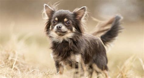 Chihuahua Dog Breed Information A Guide To The Worlds