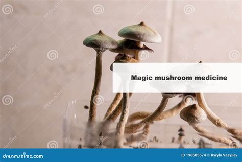 Medicine And Psilocybin Mushrooms Treatment And Prevention Of The