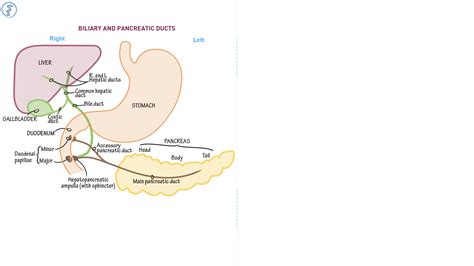 South College Aandp Ii Biliary And Pancreatic Ducts Draw It To Know It