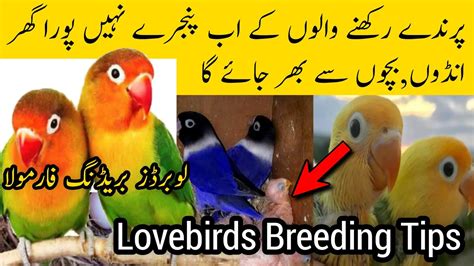Lovebirds Breeding Tips Step By Step Lovebirds Breeding Formula Lovebirds Se Breed Kasey Len