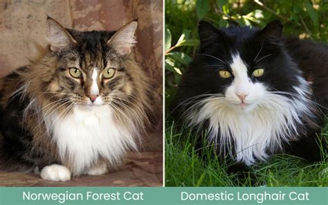 Norwegian Forest Cat Vs Domestic Longhair Cat Whats The Difference