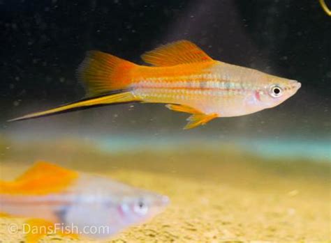 Marigold Swordtail Pair Xiphophorus Helleri Dans Fish