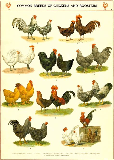 An Old Book With Different Types Of Chickens And Roosters On Its Cover