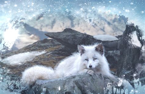 White Fox In Winter Mountains Image Abyss