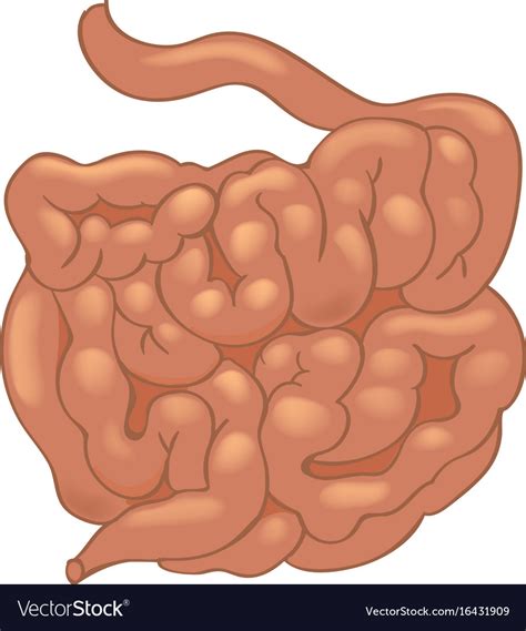 Realistic Human Small Intestine Isolated On White Vector Image