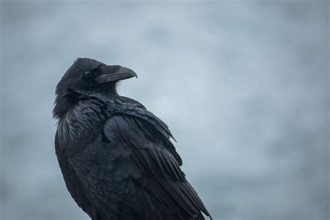 รูปภาพ ปาก American Crow อีกา นกกาเหมือน ตะลอน ขน Fish Crow