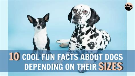 10 Cool Fun Facts About Dogs Depending On Their Sizes In 2020 Fun