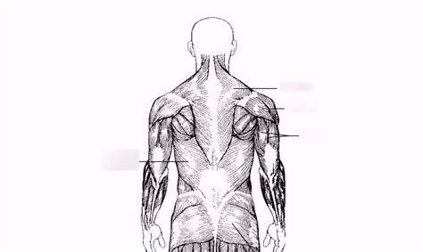 Upper Back Muscles Diagram Quizlet