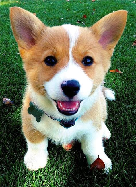 The Cutest Corgi Pictures The Internet Has Ever Seen