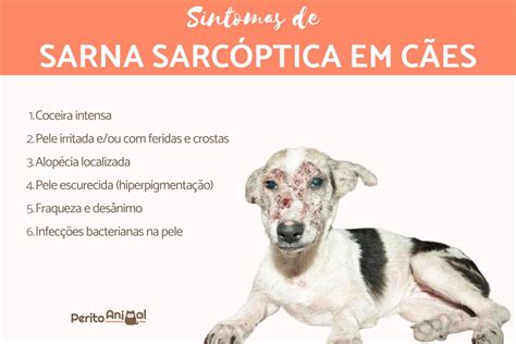 Sarna Sarcóptica Em Cães Sintomas E Tratamento Com Fotos