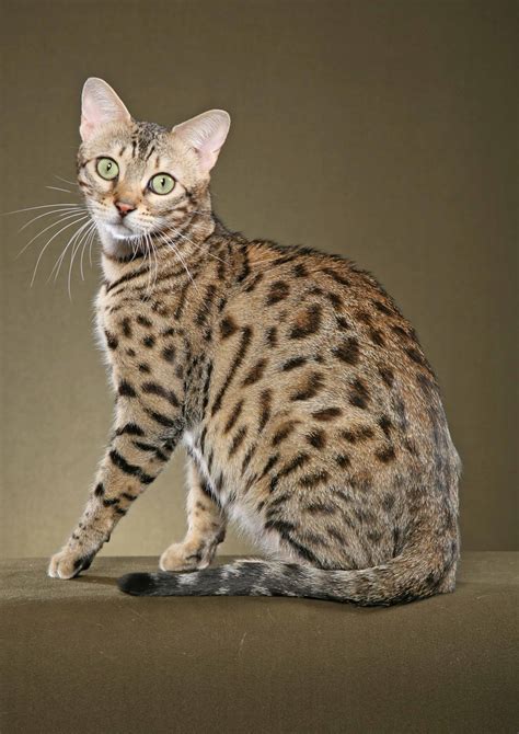 Bengal Cats The Domestic Cat With A Leopard Like Appearance Catsinfo