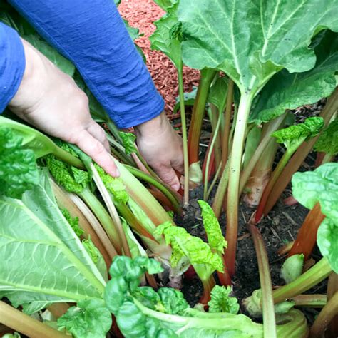 How And When To Harvest Rhubarb With Photos And Video