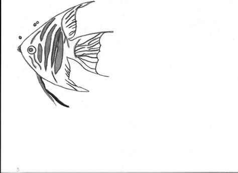Angel Fish Black And White Drawing By Starravenmb