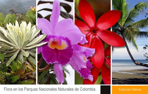 nuestra variedad de fauna y flora silvestre nuestra flora y fauna colombiana